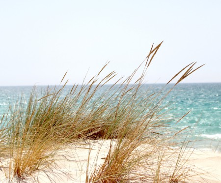seagrass grace bay